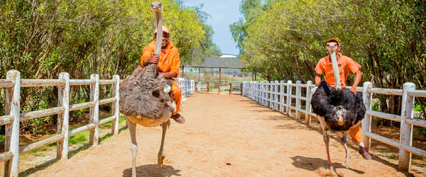 Wildlife and Environment Consulting Engineers - Ostriches Park Design Consulting
