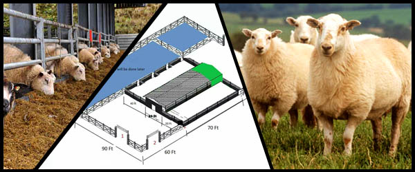 مهندسین مشاور دامپروری و دامداری - مشاور پرورش گوسفند